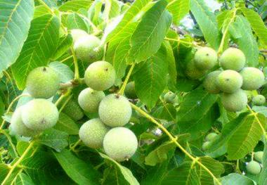 سلسله، میزبان جشنواره گردو در لرستان