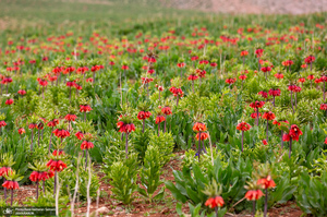 دشت لاله های واژگون کوهرنگ