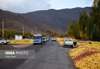 ممنوعیت انباشت سیب صنعتی در کنار جاده های آذربایجان غربی