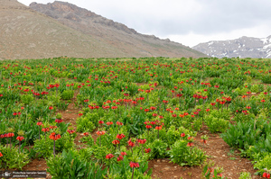 دشت لاله های واژگون کوهرنگ