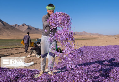 پرداخت کامل مطالبات زعفران‌کاران خراسان شمالی