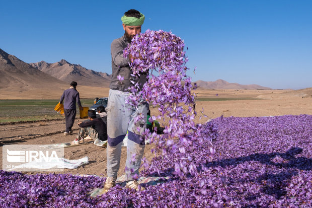 پرداخت کامل مطالبات زعفران‌کاران خراسان شمالی