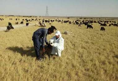 انجام واکسیناسیون 100 هزار نوبت سر دام عشایر نهبندان