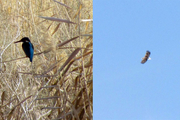 مشاهده دو پرنده نادر در یزد