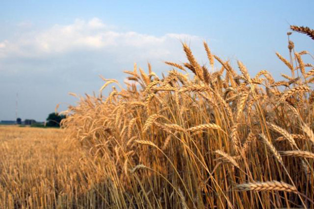 9 درصد گندم کشور در کردستان تولید می شود