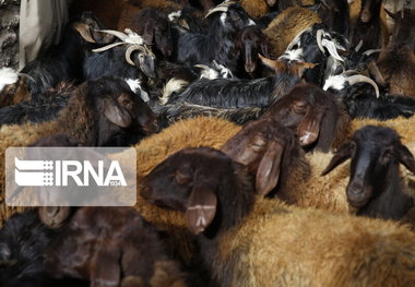 ۱۰۵ راس دام سرقت شده با تلاش پلیس زرندیه به صاحبش بازگردانده شد