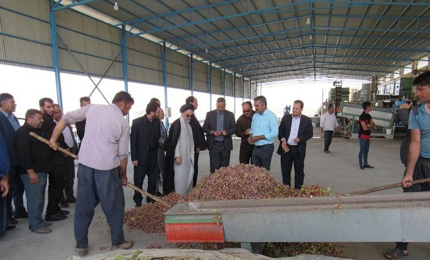 کارگاه فرآوری پسته در روستای خرم‌آباد ابرکوه افتتاح شد