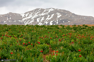 دشت لاله های واژگون کوهرنگ
