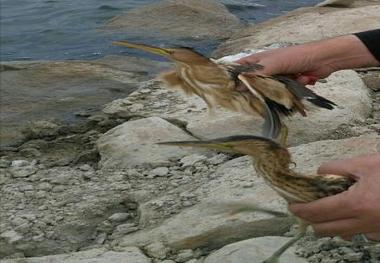 رهاسازی 6 قطعه پرنده در شهرستان مشگین شهر