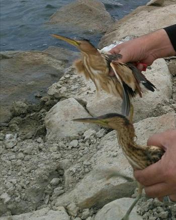 رهاسازی 6 قطعه پرنده در شهرستان مشگین شهر
