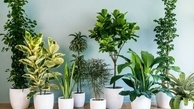 دلایل زرد شدن برگ گیاهان آپارتمانی