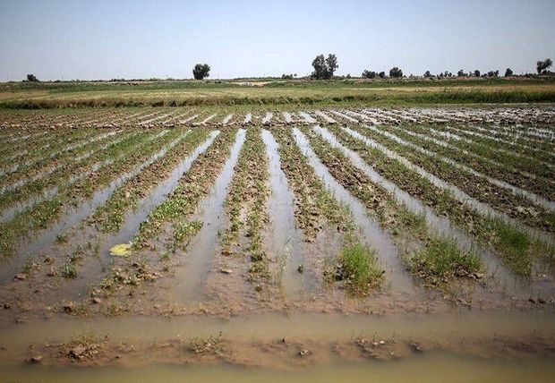 بارندگی ۴۴ میلیارد ریال به بخش‌ کشاورزی شهرستان مُهر زیان رساند