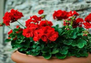 چه نوری برای گل های شمعدانی مناسب است؟