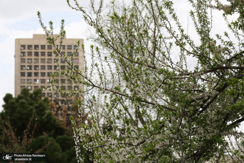 شکوفه های بهاری تهران
