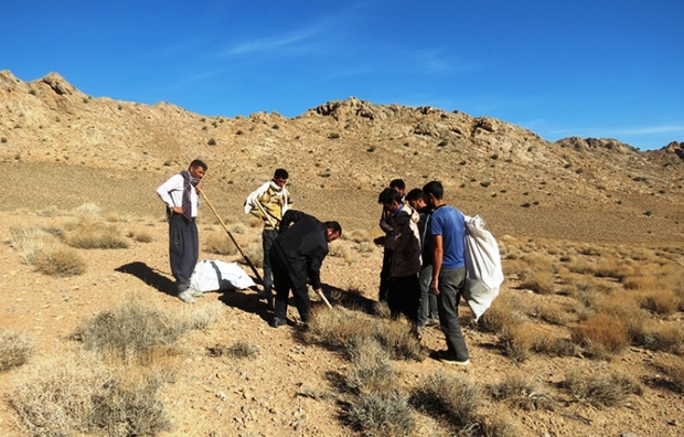 عملیات کپه کاری با بذر بادام کوهی در مراتع مهریز انجام شد