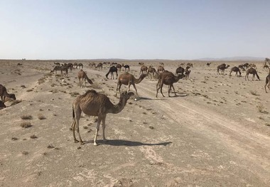 37هزار شتر در سیستان و بلوچستان پلاک کوبی شدند