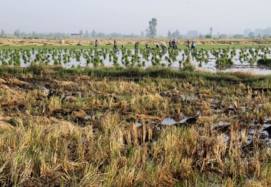 شتاب در کشت دوم برنج فراتر از خطر کم آبی