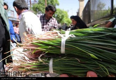 بساط فروش گیاهان کوهی جمع شد