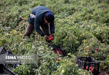 آغاز برداشت 126 هزار تن گوجه‌فرنگی از مزارع طارم