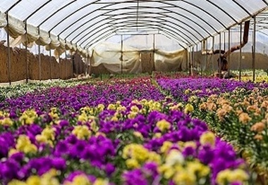 استان مرکزی رتبه نخست تولید گل در کشور   ارزآوری 15 میلیون دلاری و جایگاه دوازدهمی در جهان