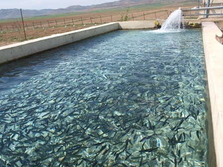 710 تن ماهی در خراسان شمالی تولید شد