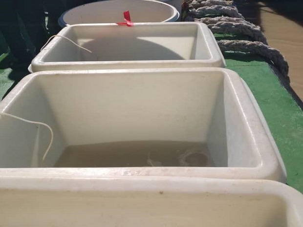 24هزار قطعه بچه ماهی در رودخانه بهمنشیر آبادان رهاسازی شد