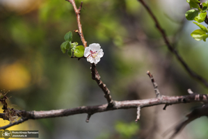 شکوفه های بهاری تهران