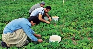 دامپروری و کشاورزی کردستان نقش تاثیرگذاری در رشد اقتصاد استان دارد