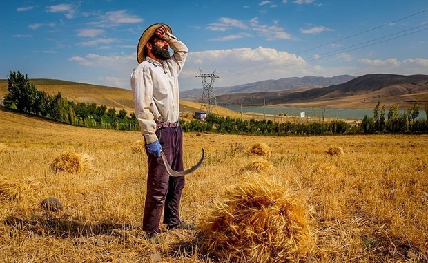 مطالبه گندم کاران تا پایان مهر ماه پرداخت می شود