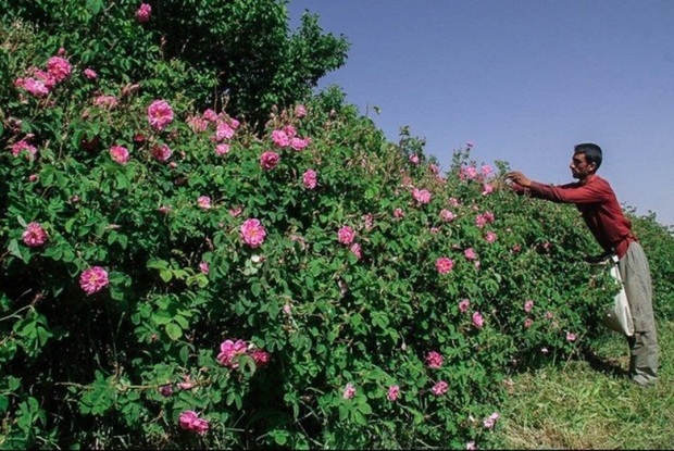 600 تن گل محمدی در چهارمحال و بختیاری تولید شد