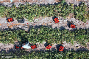 منتخب تصاویر امروز جهان- 26 اردیبهشت 1400