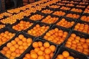 ۷۰۵ تن سیب و پرتقال در استان بوشهر توزیع شد