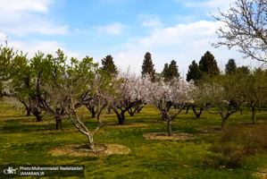 باغ گیاه شناسی ملی ایران