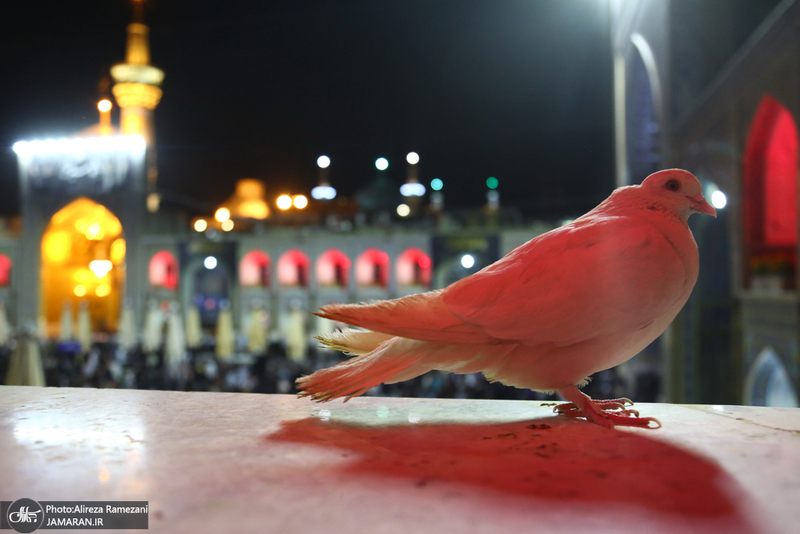 مراسم شام غریبان شهادت امام رضا (ع)