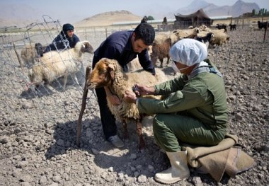 مایه کوبی رایگان یک میلیون و 500 هزار رأس دام در گلستان