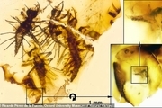 کشف حشرات 130 میلیون ساله در کهربای لبنانی! + تصاویر