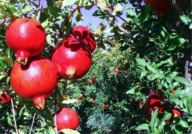 غربت میوه بهشتی در مازندران