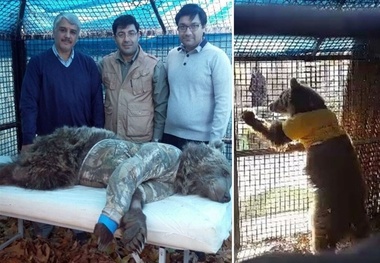 توله خرس تصادفی گچسر به طبیعت بازگشت+ عکس
