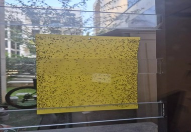 وحشت در تل آویو و حیفا؛«هجوم پشه مصری به اسرائیل»