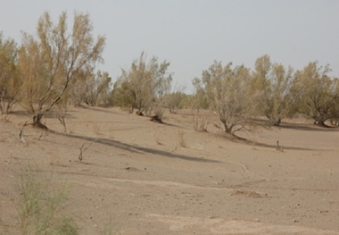 چاله زباله ابوزیدآباد نهالکاری می شود