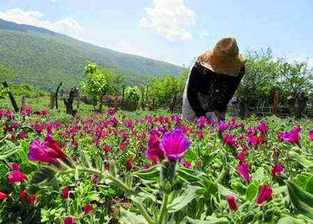 آغاز برداشت محصول گل گاو زبان در تالش