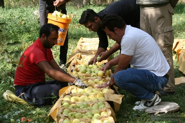 تولید سیب در شاهین دژ نصف شد