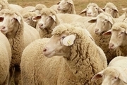 خرید اینترنتی و آسان گوسفند زنده