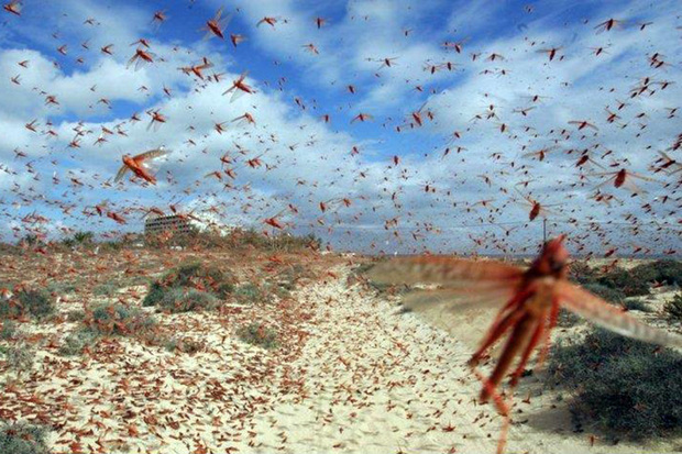 مبارزه با ملخ صحرایی نیازمند همکاری همه ی ادارات کشور است