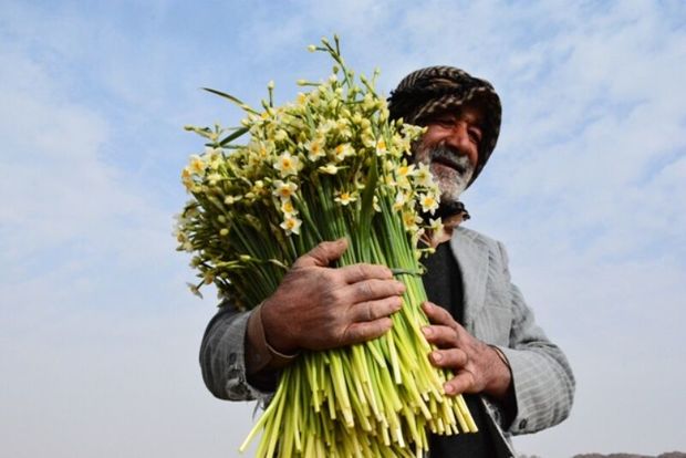 آغاز جشنواره ملی گل نرگس در بهبهان