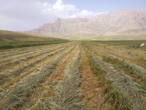 کشاورزی اجاره ای چالش دشت حاصلخیز خاوه دلفان