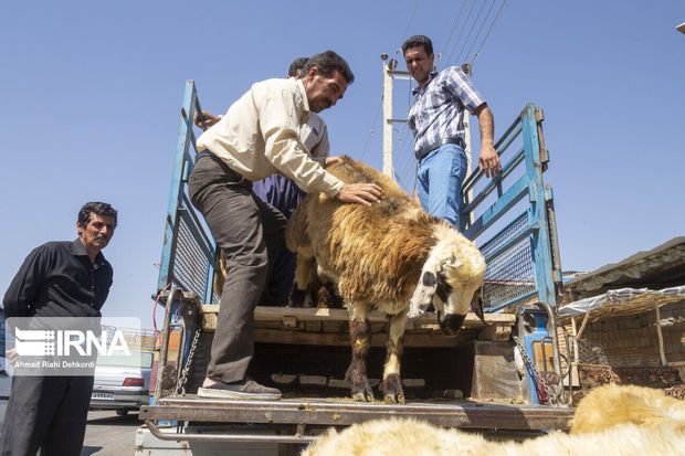 حمل دام فاقد پلاک در آستارا ممنوع شد