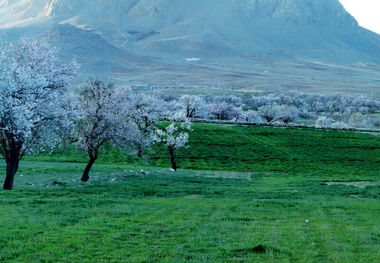 ۳۰‌هزار هکتار به باغات چهارمحال و بختیاری افزوده شد