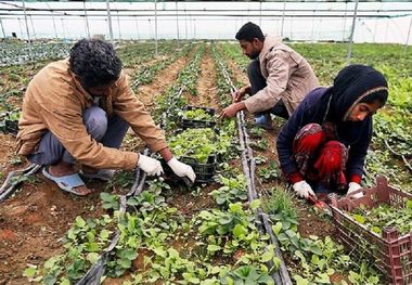 ۳۷۰ طرح اشتغال روستایی در قزوین تسهیلات گرفتند