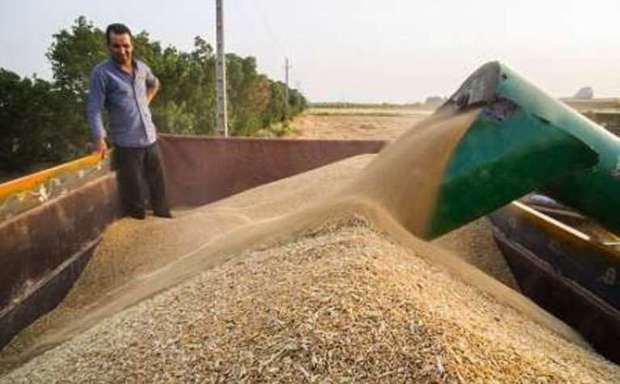 رکورد خرید گندم در آذربایجان شرقی شکسته شد